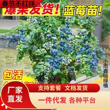 һ�����l�{ݮ��������Ԏ����l؛�ش�̖�ϱ����Nֲ�����ļ��{ݮ��