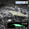 New Pingshi Hang Shrimp-Nightlight