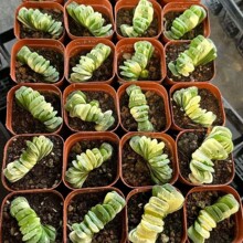 绿玉扇锦 草玉扇锦自然锦玉露十二卷 多肉植物
