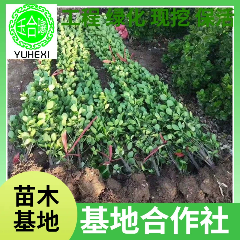 Оптовые поставки саженцев самшита Хоккайдо, саженцы для зеленения, уличные деревья, живые изгороди, вечнозеленые растения круглый год, скидки на большие объемы.