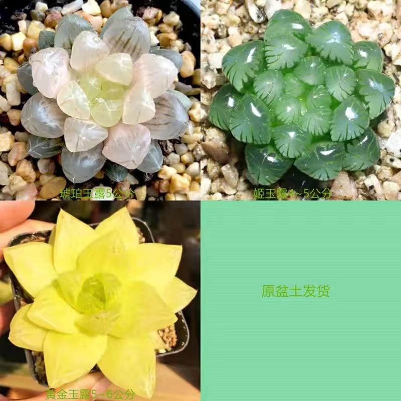 호박 + 지유루 + 황금 옥 이슬 (포장석 무료)