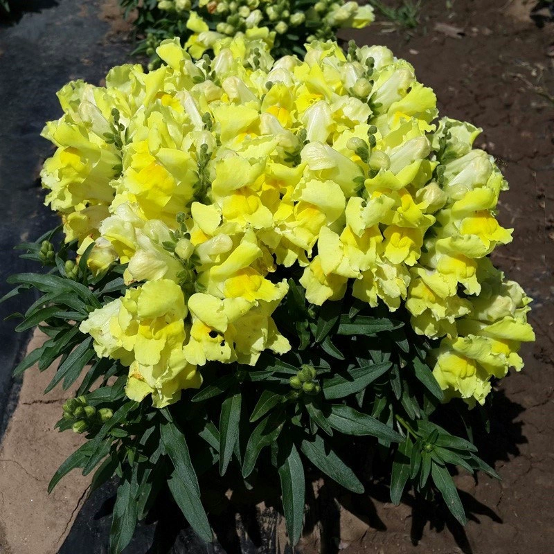 Семена рыбы легко посеять за четыре сезона цветы в горшках маленькая золотая рыбка семена травы садовый пейзаж цветочные семена морозостойкие Бесплатная доставка