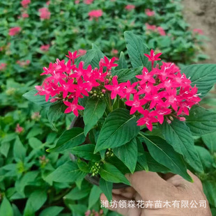 Starry Flower Cave Pot Seedlings Five-Star Flower Cave Pot Seedlings Park Community Greening Project Florals Flower Group Placement Greening Wholesale