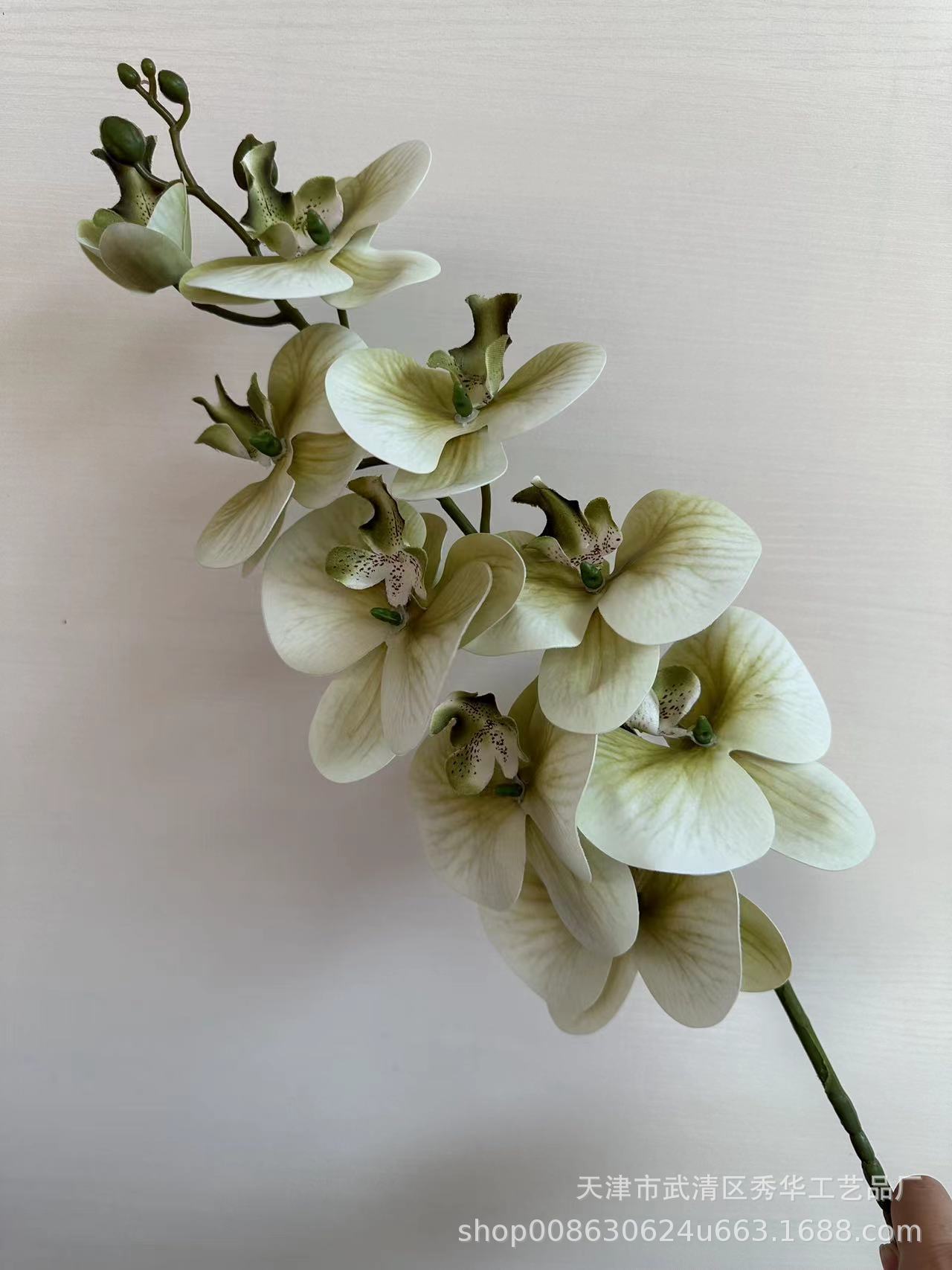 抹茶绿11