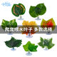 Feeding Water Leaf with Sucker Simulation Plant Nomo Multi-species Decorative Landscape Lizard Chameleon Snake Reptile