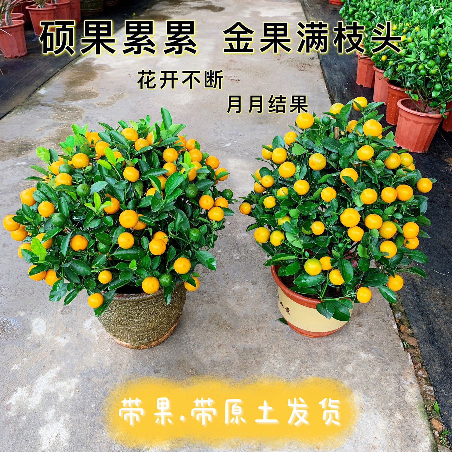 金桔树盆栽带果年宵花橘子树年桔盆景四季桔室内阳台四季开花结果