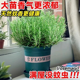 ��ʳ�ô����Ե������Լ�ţ�Ű����㱡���~���K�҃��������