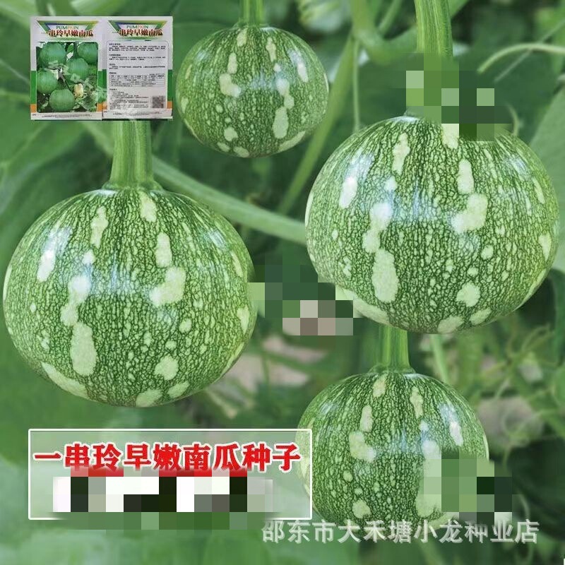 Delicious tender pumpkin seeds a string of bell pumpkin seeds tender beet cucumber spring summer autumn easy to grow vegetables