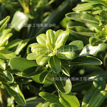 海桐工程苗花坛造景海桐球庭院园林绿化篱笆植物围墙丛生七里香苗