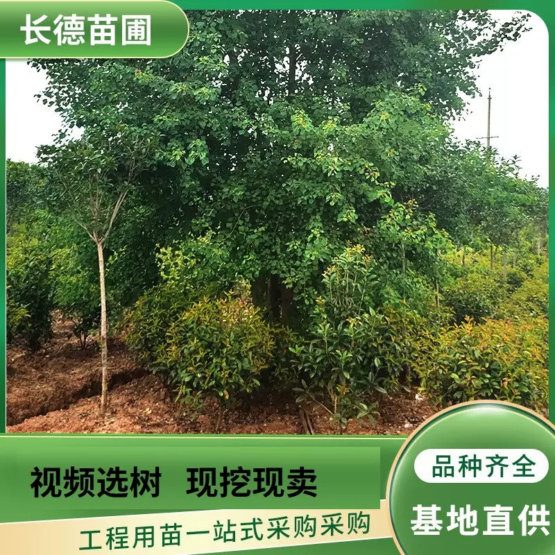 湖南长沙基地直供丛生乌桕树 批发可移栽乔木 多杆风景树现货批发