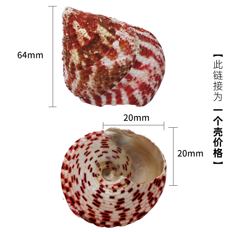 3-4cm 게에 적합한 X10 핑크 타워 달팽이 대형 사이즈