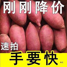 新鲜蜜薯9斤板栗红薯沙地糖心地瓜农家自种番薯烟薯山芋黄心红署