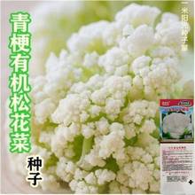 松花菜种子散花青梗白色花椰菜高产耐寒耐湿易种花菜种子