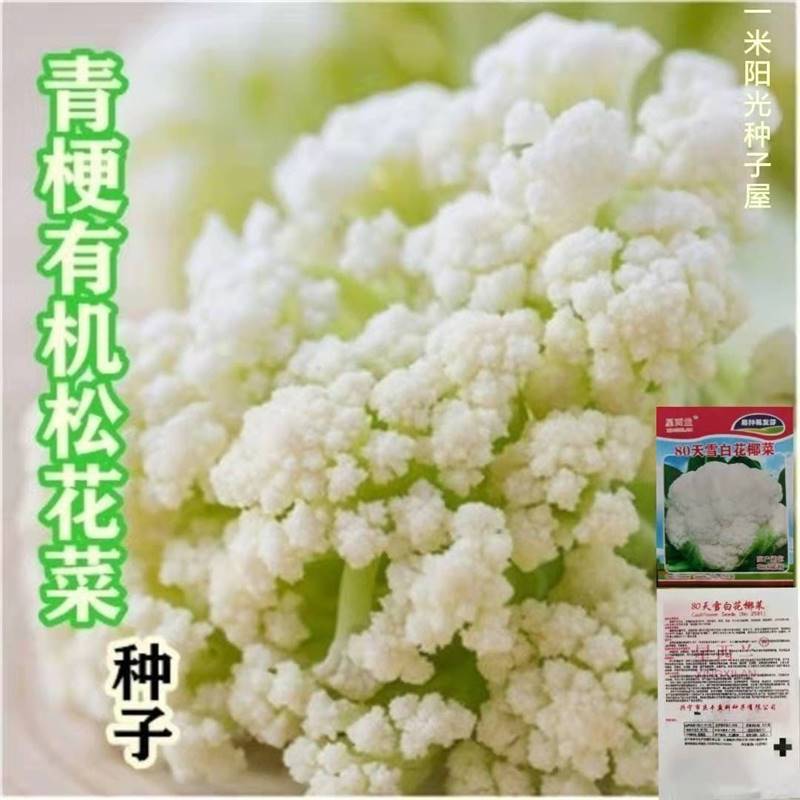 松花菜种子散花青梗白色花椰菜高产耐寒耐湿易种花菜种子