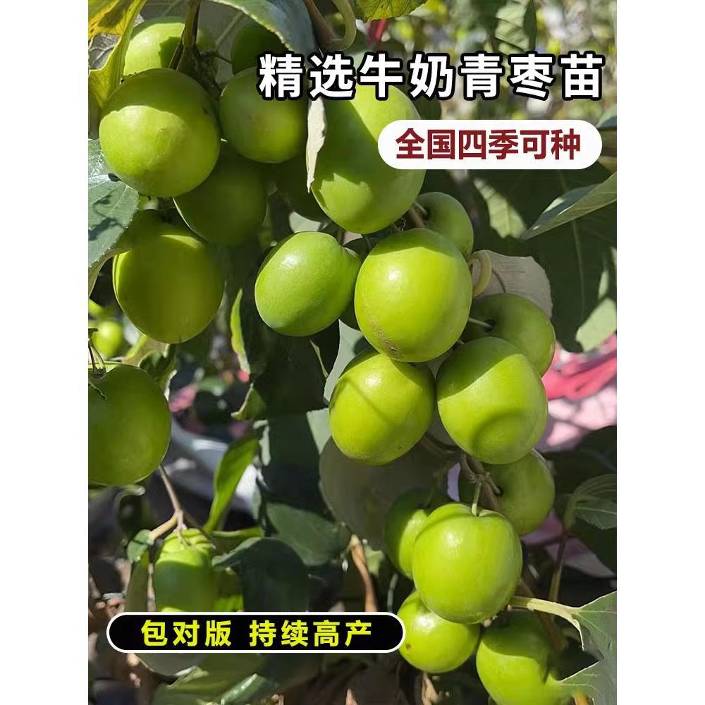 大青枣苗台湾大青枣苗树苗牛奶枣蜜丝枣嫁接苗甜脆枣子苗当年结果