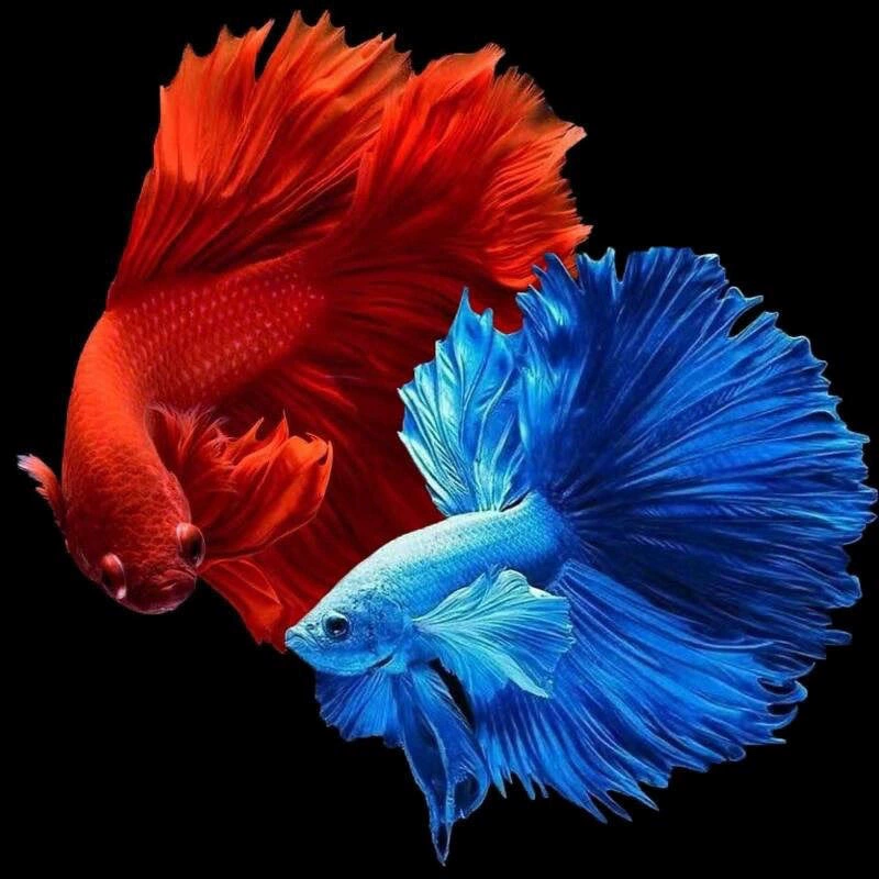 Тайский бетта, генетически смешанный цвет, свадебное платье, тропический, маленький, устойчивый, популярный аквариумный рыбок, декоративная рыба бетта