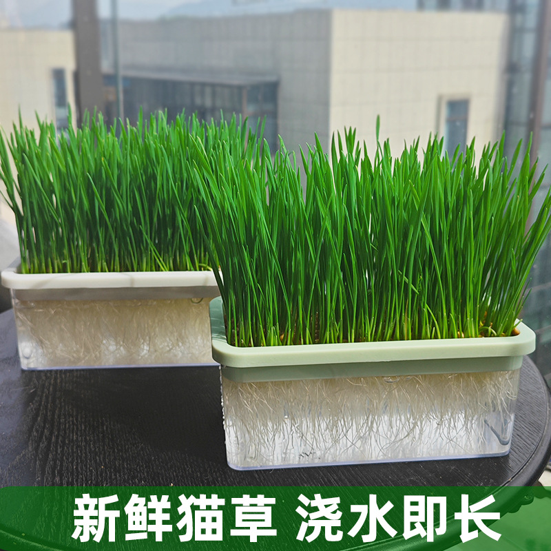 Original sin suelo hidroponía gato hierba taza gato bocadillos semillas de trigo perezosas auto-cultivo gatos pelo de eliminación de pelo bolas para ayudar a la digestión