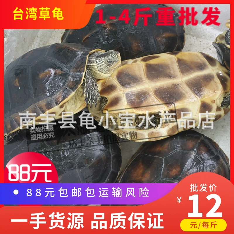 Китайская черепаха маленькая черепаха Тайвань черепаха яйцо черепаха Долголетие Черепаха шесть линий черепаха жемчужина черепаха фермерское происхождение оптом