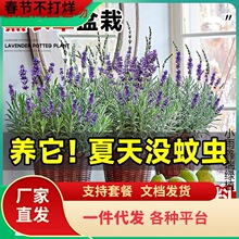 һ�����l޹�²����Ԏ������ֲ�������ͺ��͸ߜ��ļ��_���B���ܾW