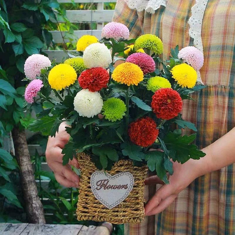 Теннисный стол хризантема в горшке, рассада ромашек с цветочными шариками, четырехсезонные цветы в горшках, комнатные цветы, балкон, двор, легко выращиваемые растения