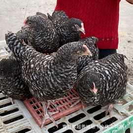 养殖场大量芦花鸡脱温活苗两三个月芦花鸡活体散养成年芦花鸡种蛋