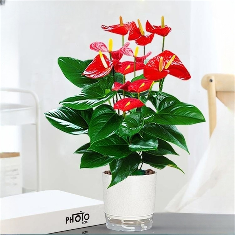 안스리움 5~8송이(얼음이 갈라진 자흡식 화분) + 영양