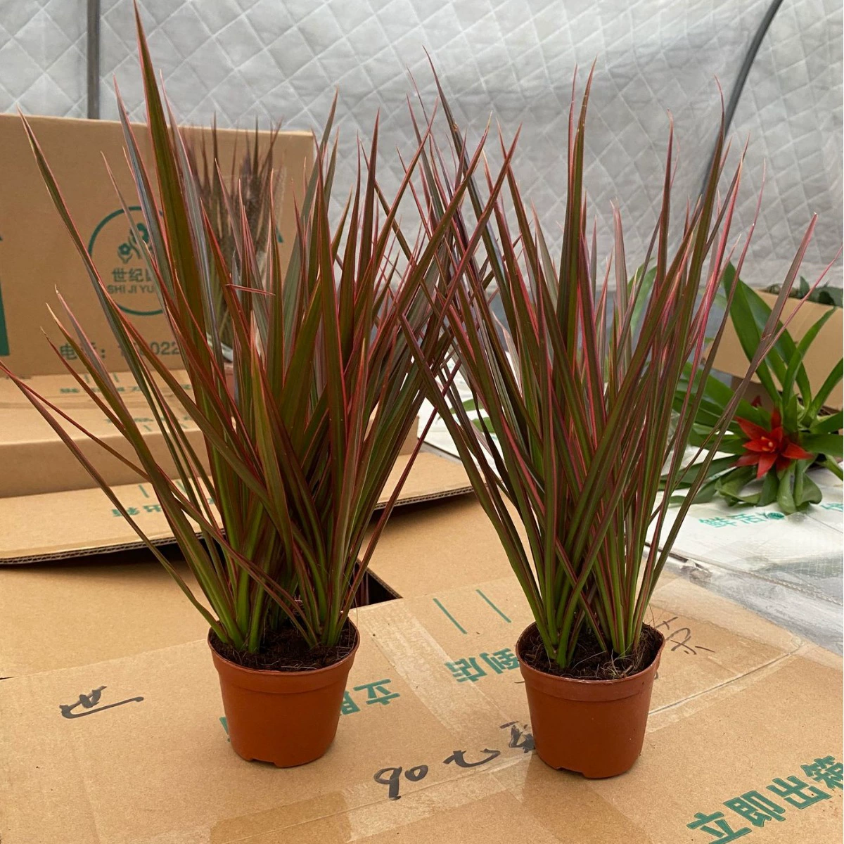 Вода и почва Двойное выращивание Легкая гостиная Комнатные растения в горшках Поглощающие формальдегид Зеленые растения Устойчивость к засухе Красочные растения железа тысячелетия Цветы