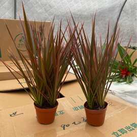 水土双培易活客厅室内盆栽吸除甲醛绿植耐旱七彩铁千年木植物花卉