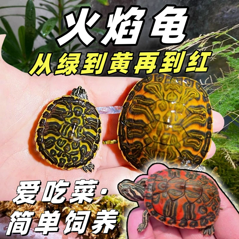Огненная черепаха, чистая гена, красный живот, декоративная черепаха, огненный росток, маленькая черепаха, чистая живая животная, глубоководная черепаха, Амазонка