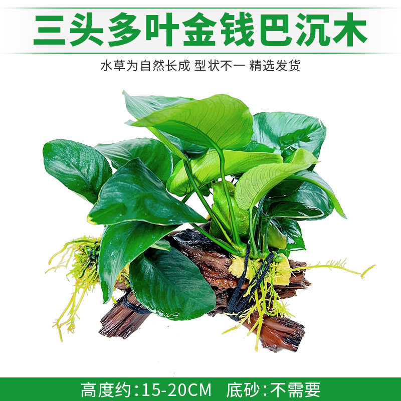 三头多叶金钱巴沉木