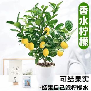 ̨���ļ��V�|���ʹ�����o������ˮ���ʘ���޽�������Ϸ��Nֲ