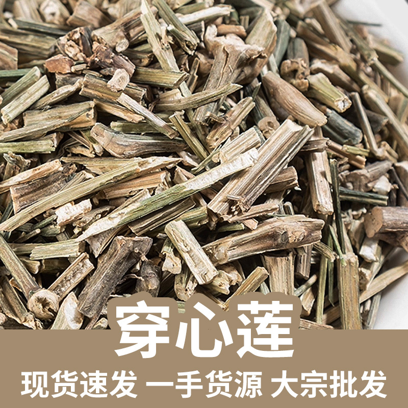 Chuan Xin Lian Dried Andrographis Herb 500g Bulk Traditional Bitter Cooling Botanical key features