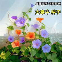 ��ţ���N�����ٴ����Ȼ�����ţ�����ļ������̨�׻�ͥԺ���ԷN��