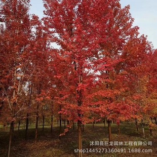 High-Quality Red Maple Tree, American Red Maple Sapling, Engineering Greening Seedling, Grafted Red Maple Sapling, Red Leaf Plant