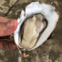 տ�����ڎ�����������������V�|�r��rˮ�a��ʳ�ش�ĵϠ��