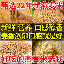 2023优质燕麦米新米5斤批发燕麦仁新燕麦米批发10斤胚芽直销