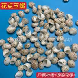 天然海螺贝壳斑点玉螺寄居蟹替换壳水族鱼缸造景装饰DIY 创作收藏