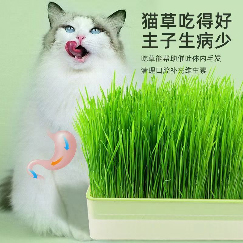 Cross-Border Pet Supplies Cat Snacks Catnip Planting Hydroponic Box Cat Grass Basin Hydroponic Cat Grass Box Set Wholesale