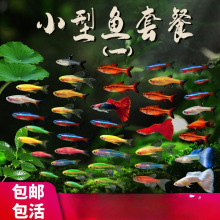 灯科鱼好养鱼苗耐活清道夫淡水观赏鱼小型孔雀斑马鱼大号热带