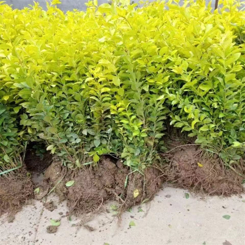 金叶女贞园林绿化树苗大全庭院绿篱耐寒工程绿花植物花草树木常绿