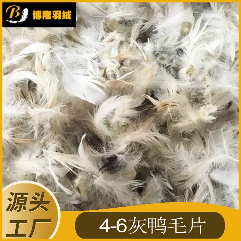 4-6灰鸭毛片.jpg