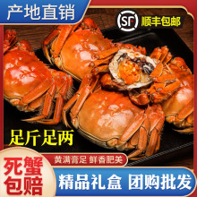 团购批发足斤足两螃蟹鲜活大闸蟹苏州精品大闸蟹全母养殖地直发