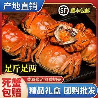 江苏鲜活螃蟹现捕现发精品大闸蟹公母蟹养殖地直发团购批发