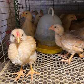 1个月半大脱温鸡正宗河田鸡小鸡苗土鸡三黄鸡出壳苗活鸡公母随机