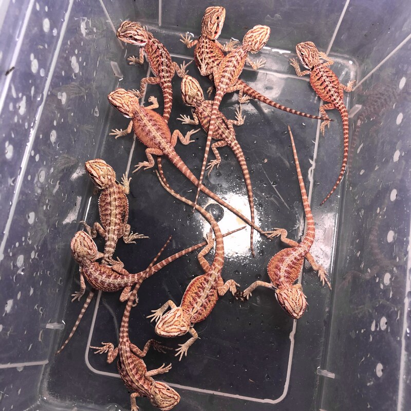 鬃狮蜥蜴活的宠物幼体入门级爬宠异宠温顺不咬人柑橘红系超白zero|undefined