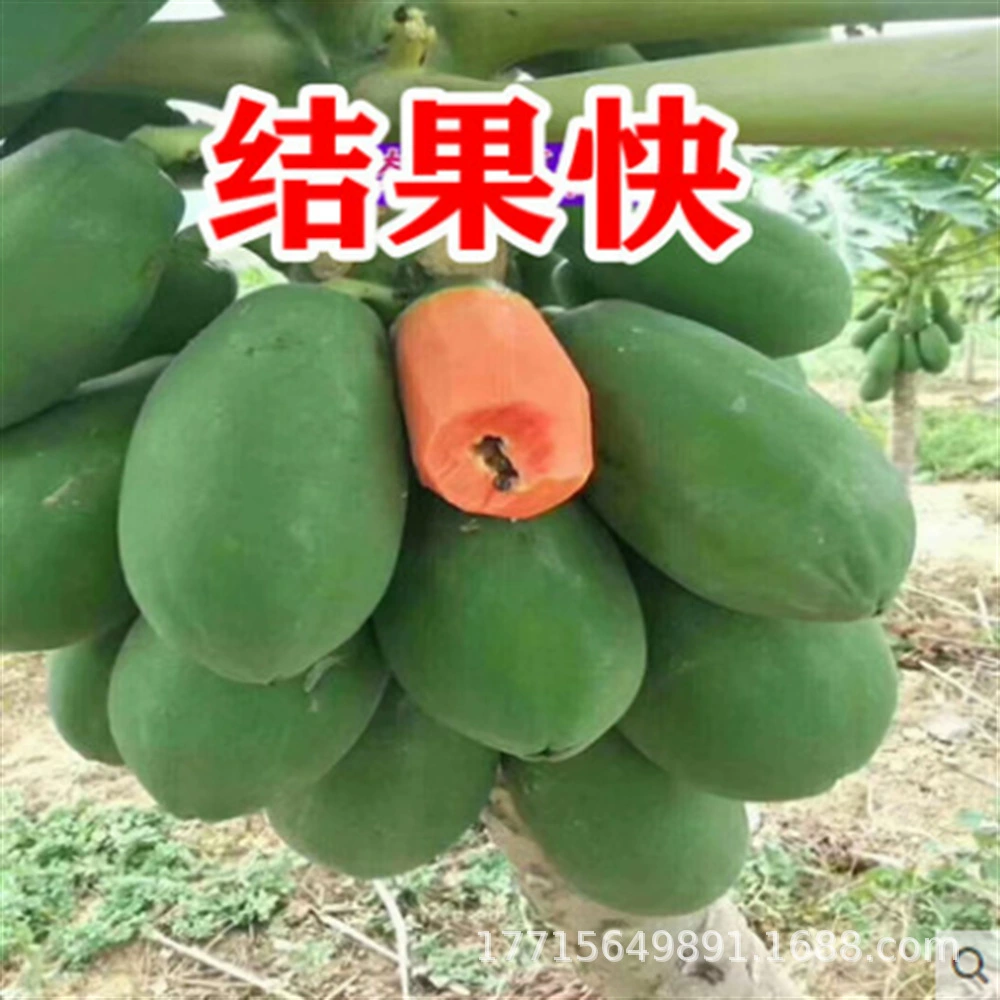 Без косточек папайя рассада дерево красное мясо большой зеленый Хайнань Кристалл сахар сердце молоко золото южные виды четыре сезона большие результаты года