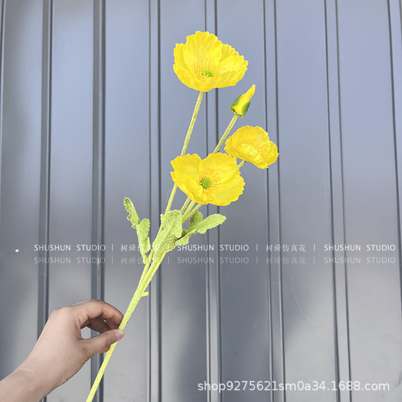 꽃 3 개 꽃 1 개 양귀비 (몰려)