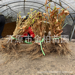 ���l�t�����\��С��G�h���煲���ر��G����ľ�t�����\����