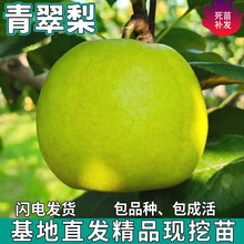 һlϱͥԺԷNֲش޽Ӵ