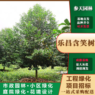 �ؑc�F���Ĵ��Ї��t��12�����Ї��t��15�����Ї��t��18�����Ї��t